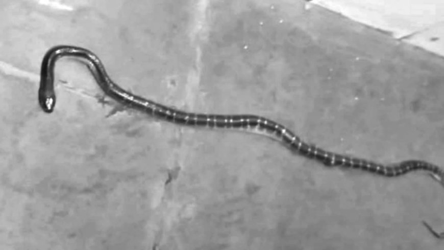 3 ಕೋಟಿ ರೂ. ವಿಮಾ ಹಣಕ್ಕಾಗಿ ತಂದೆಗೆ ಹಾವು ಕಚ್ಚಿಸಿ ಕೊಂದ ಪುತ್ರರು!