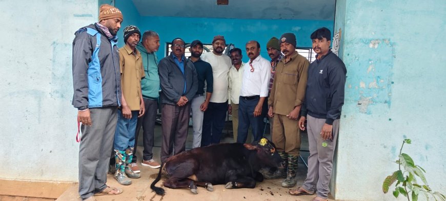 ಕುಶಾಲನಗರ: ಅಪರಿಚಿತ ವಾಹನ ಡಿಕ್ಕಿಯಾಗಿ ಜೀವನ್ಮರಣ ಸ್ಥಿತಿಯಲ್ಲಿದ್ದ ಕರುವಿನ ಜೀವ ಉಳಿಸಿ ಮಾನವೀಯತೆ ಮೆರೆದ ನಾಗರಿಕರು