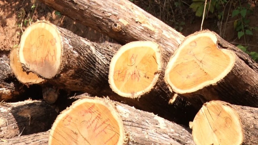 ಸೋಮವಾರಪೇಟೆ | ಅರಣ್ಯ ಸಿಬ್ಬಂದಿಯಿಂದಲೇ ಮರಗಳ್ಳತನ; 6 ಜನರ ವಿರುದ್ಧ ಪ್ರಕರಣ