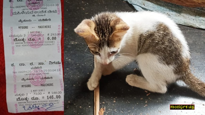 ಮೈಸೂರಿನಿಂದ ಮಡಿಕೇರಿಗೆ ಹೊರಟ ಕೆಎಸ್‌ಆರ್‌ಟಿಸಿ ಬಸ್‌ನಲ್ಲಿ ಅರ್ಧ ಟಿಕೆಟ್‌ ನೀಡಿ ಪ್ರಯಾಣಿಸಿದ ಬೆಕ್ಕಿನ ಮರಿ!