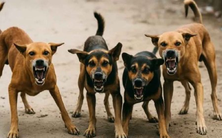 ಬೀದಿ ನಾಯಿ ದಾಳಿ: ಒಂದೂವರೆ ಗಂಟೆಯಲ್ಲಿ 21 ಮಂದಿಗೆ ಕಚ್ಚಿ ಗಾಯ