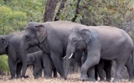 ಮಗ್ಗುಲದಲ್ಲಿ ಗಜಪಡೆಯ  ವಾಕಿಂಗ್: ಶಾಸಕ ಎ.ಎಸ್.ಪೊನ್ನಣ್ಣ ನವರ ಭೇಟಿಗೆ ಗ್ರಾಮದ ನಿಯೋಗ