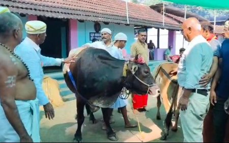 ಬೈತೂರಪ್ಪ ವಾರ್ಷಿಕ ಉತ್ಸವ; ನಾಡಿನ ಎತ್ತ್ ಪೂರಾಟ್ ಹಾಗೂ ಅಕ್ಕಿ ಅಳೆಯುವ ಶಾಸ್ತ್ರ