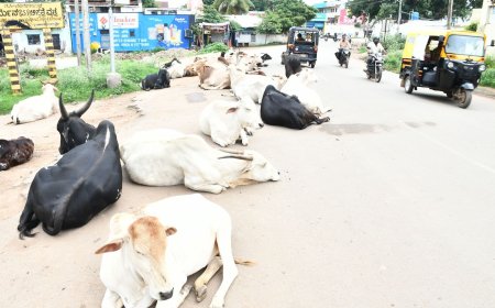 ಬಿಡಾಡಿ ಜಾನುವಾರು; ಫೆ.06 ರವರೆಗೆ ಗಡುವು