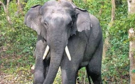 ಸಿದ್ದಾಪುರ: ಕಾಡಾನೆ ದಾಳಿಗೆ ಕಾಫಿ ತೋಟದ ಕಾವಲುಗಾರ ಬಲಿ