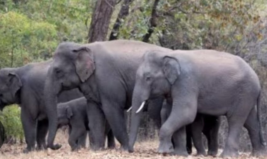 ಮಗ್ಗುಲದಲ್ಲಿ ಗಜಪಡೆಯ  ವಾಕಿಂಗ್: ಶಾಸಕ ಎ.ಎಸ್.ಪೊನ್ನಣ್ಣ ನವರ ಭೇಟಿಗೆ ಗ್ರಾಮದ ನಿಯೋಗ