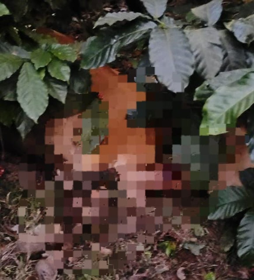 ಸಿದ್ದಾಪುರ: ಹುಲಿ ದಾಳಿಗೆ ಹಸು ಬಲಿ