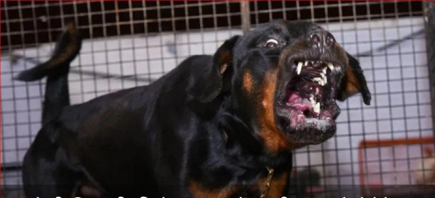 ಸಾಕು ನಾಯಿಯ ಜಗಳ ಪೊಲೀಸ್ ಠಾಣೆ ಮೆಟ್ಟಿಲೇರಿತು