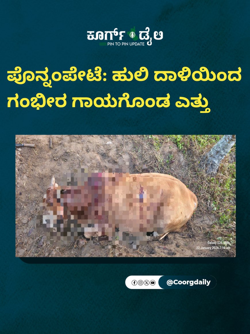 ಪೊನ್ನಂಪೇಟೆ: ಹುಲಿ ದಾಳಿಯಿಂದ ಗಂಭೀರ ಗಾಯಗೊಂಡ ಎತ್ತು