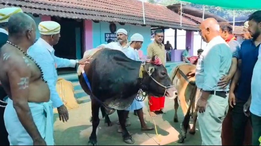 ಬೈತೂರಪ್ಪ ವಾರ್ಷಿಕ ಉತ್ಸವ; ನಾಡಿನ ಎತ್ತ್ ಪೂರಾಟ್ ಹಾಗೂ ಅಕ್ಕಿ ಅಳೆಯುವ ಶಾಸ್ತ್ರ