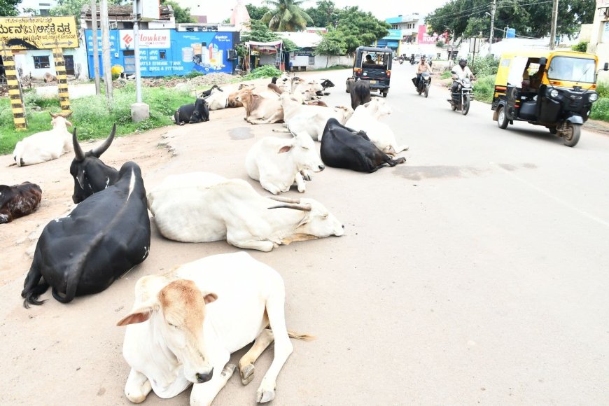 ಬಿಡಾಡಿ ಜಾನುವಾರು; ಫೆ.06 ರವರೆಗೆ ಗಡುವು