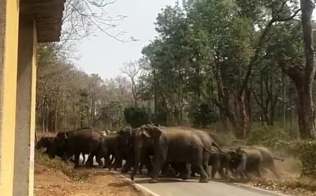 ಕಾಫಿ ತೋಟಗಳಲ್ಲಿ ಬೀಡುಬಿಟ್ಟಿದ್ದ ಕಾಡಾನೆಗಳನ್ನು ಕಾಡಿಗಟ್ಟಿದ ಅರಣ್ಯ ಇಲಾಖೆ