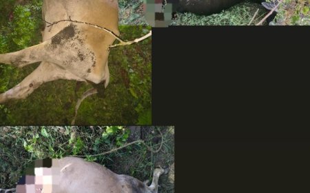 ದಕ್ಷಿಣ ಕೊಡಗಿನಲ್ಲಿ ಜಾನುವಾರುಗಳ ಮೇಲೆ ಹುಲಿಯ ಅಟ್ಟಹಾಸ; ಒಂದೇ ದಿನ 3 ಹಸುಗಳು ಹುಲಿ ದಾಳಿಗೆ ಬಲಿ