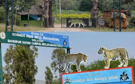 ನಾಳೆಯಿಂದಲೇ ನಾಗರಹೊಳೆ, ಬಂಡೀಪುರ ಸಫಾರಿ ಪುನರಾರಂಭ