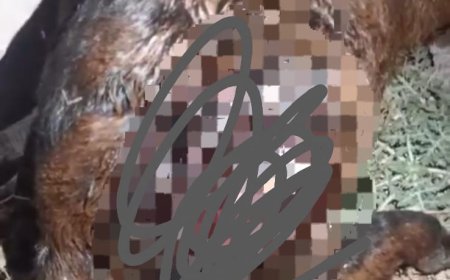 ಕುಶಾಲನಗರ; ಬೀದಿ ನಾಯಿಗಳಿಗೆ  ಮೇಕೆ ಬಲಿ