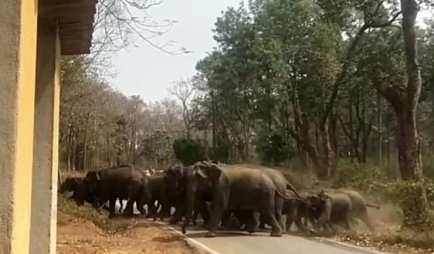 ಕಾಫಿ ತೋಟಗಳಲ್ಲಿ ಬೀಡುಬಿಟ್ಟಿದ್ದ ಕಾಡಾನೆಗಳನ್ನು ಕಾಡಿಗಟ್ಟಿದ ಅರಣ್ಯ ಇಲಾಖೆ