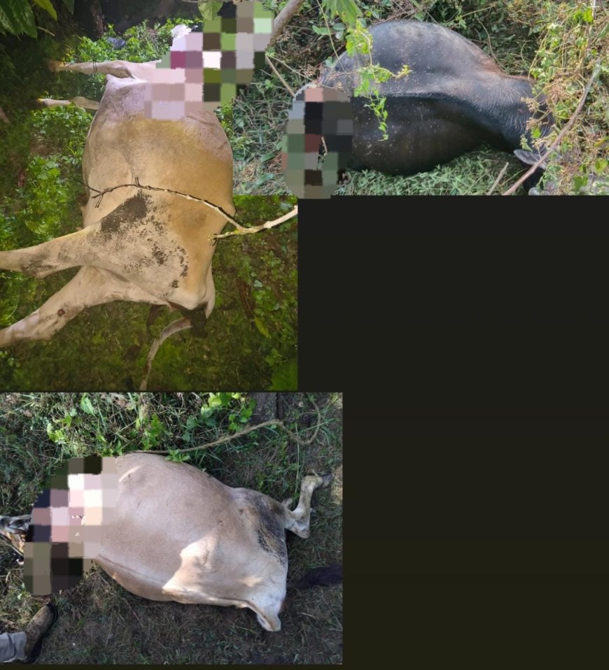 ದಕ್ಷಿಣ ಕೊಡಗಿನಲ್ಲಿ ಜಾನುವಾರುಗಳ ಮೇಲೆ ಹುಲಿಯ ಅಟ್ಟಹಾಸ; ಒಂದೇ ದಿನ 3 ಹಸುಗಳು ಹುಲಿ ದಾಳಿಗೆ ಬಲಿ