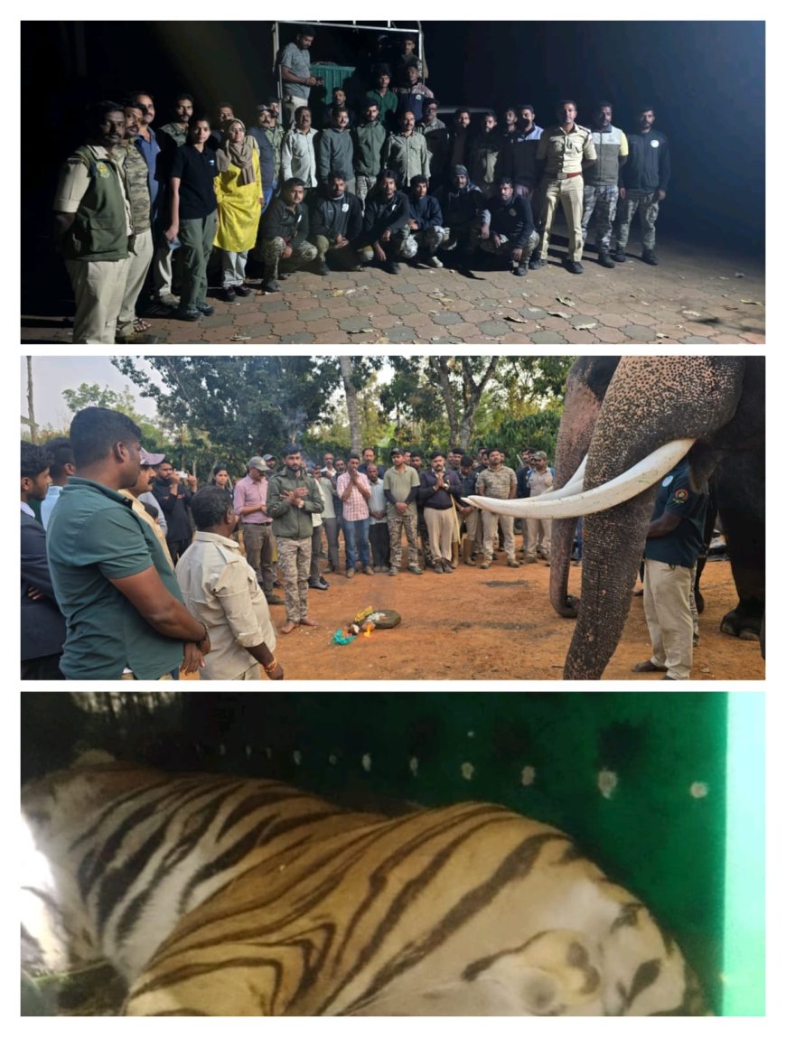 ಬೆಸಗೂರಿನಲ್ಲಿ ಹುಲಿ ಸೆರೆ; ಅರಣ್ಯ ಇಲಾಖೆಯಿಂದ ಯಶಸ್ವಿ ಕಾರ್ಯಾಚರಣೆ