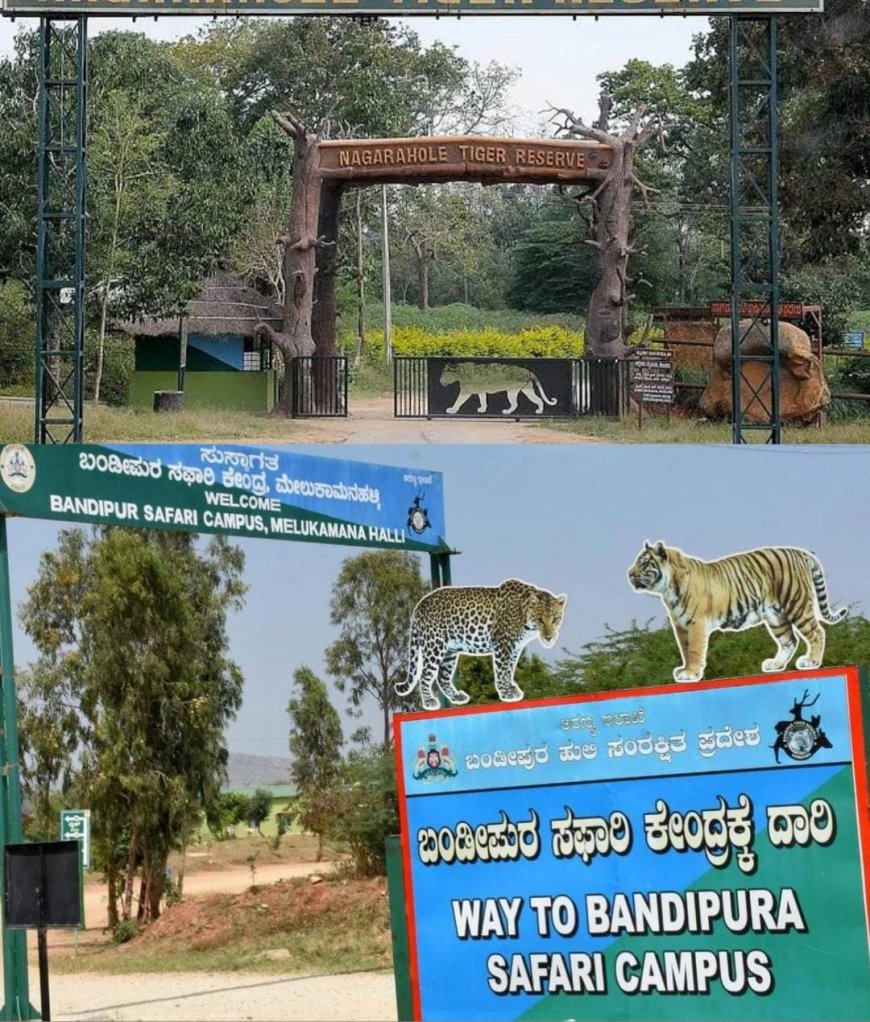 ನಾಳೆಯಿಂದಲೇ ನಾಗರಹೊಳೆ, ಬಂಡೀಪುರ ಸಫಾರಿ ಪುನರಾರಂಭ