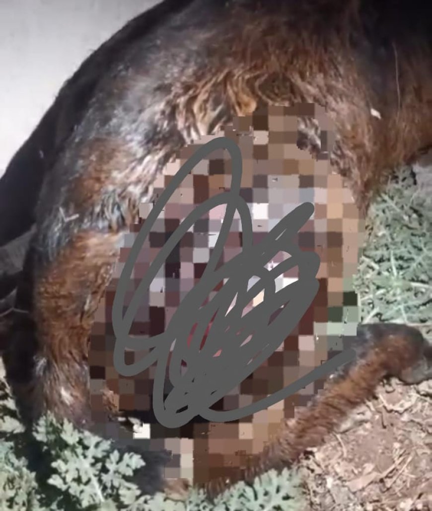 ಕುಶಾಲನಗರ; ಬೀದಿ ನಾಯಿಗಳಿಗೆ  ಮೇಕೆ ಬಲಿ