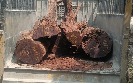 ಬ್ಯಾಡಗೊಟ್ಟ ಗ್ರಾಮದಲ್ಲಿ ಅಕ್ರಮವಾಗಿ ಸಂಗ್ರಹಿಸಿಟ್ಟಿದ್ದ ಬೀಟೆ ನಾಟಗಳು ವಶಕ್ಕೆ