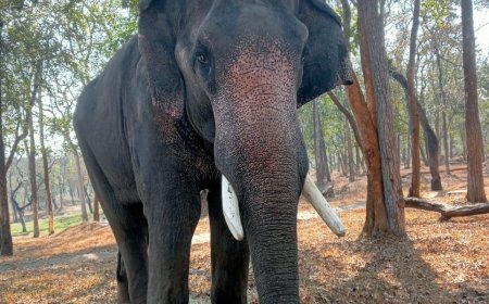 ಝೂ ಅಭಿ ನಿಧನ