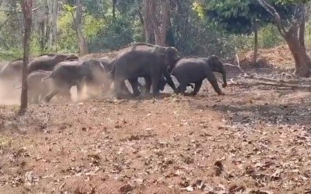 ಚೆನ್ನಯ್ಯನಕೋಟೆ ಬಳಿ ಕಾಡಾನೆಗಳನ್ನು ಅರಣ್ಯಕ್ಕೆ ಹಿಮ್ಮೆಟ್ಟಿಸಿದ ಅರಣ್ಯ ಇಲಾಖೆ