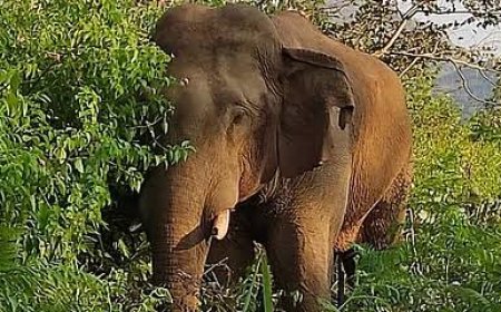 ಸಿದ್ದಾಪುರ; ಕಾಡಾನೆ ದಾಳಿಗೆ ಬೆಳೆಗಾರ ಬಲಿ, ನಾಳೆ ಕಾಡಾನೆ ಸೆರೆ ಹಿಡಿಯುವ ಕಾರ್ಯಾಚರಣೆ