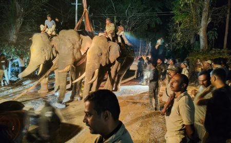 ಸಿದ್ದಾಪುರ;ಬೆಳೆಗಾರ ಗಣಪತಿಯನ್ನು ಬಲಿಪಡೆದ ಕಾಡಾನೆ ಸೆರೆ