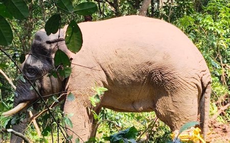 ಚೆಂಬೆಬೆಳ್ಳೂರುವಿನಲ್ಲಿ ಒಂಟಿ ಸಲಗ ಸೆರೆ;ನಿಟ್ಟುಸಿರು ಬಿಟ್ಟ ಗ್ರಾಮಸ್ಥರು