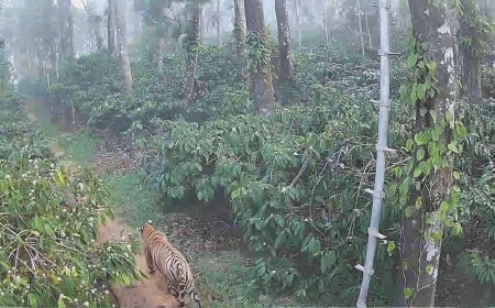 ಇಬ್ಬನಿವಳವಾಡಿ ಗ್ರಾಮದಲ್ಲಿ ಹುಲಿ ಪ್ರತ್ಯಕ್ಷ