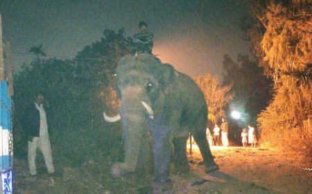 ಹುಲಿ ಪ್ರತ್ಯಕ್ಷ; ಇಬ್ನಿವಳವಾಡಿ  ಗ್ರಾಮದಲ್ಲಿ ಹುಲಿ ಸೆರೆ ಕಾರ್ಯಚರಣೆ