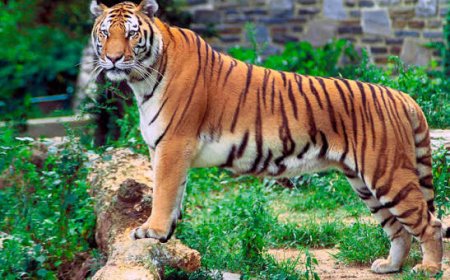 ಪಾಲಿಬೆಟ್ಟ ಸಮೀಪ ಎಸ್ಟೇಟ್‌ನಲ್ಲಿ ಹುಲಿ ಪತ್ತೆ; ಕಾರ್ಮಿಕರಲ್ಲಿ ಆತಂಕ