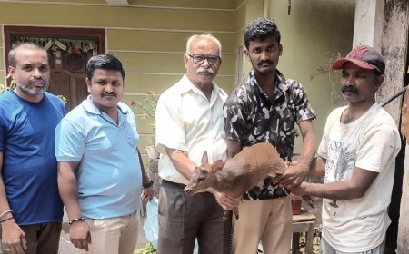 ಮಡಿಕೇರಿ;ಕಾಡು ಕುರಿಯನ್ನು ಅರಣ್ಯ ಇಲಾಖೆಗೆ ಒಪ್ಪಿಸಿದ ಸಾಂಸ್ಕೃತಿಕ ಕಲಾ ವೇದಿಕೆ ಸದಸ್ಯರು