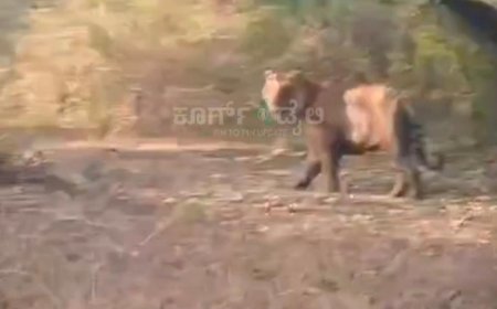 ಮಾಲ್ದಾರೆ ಅರಣ್ಯ ಮಾರ್ಗದಲ್ಲಿ ಹುಲಿ ದರ್ಶನ: ಪ್ರಯಾಣಿಕರ ಕ್ಯಾಮರಾದಲ್ಲಿ ಸೆರೆಯಾದ ಅಪರೂಪದ ದೃಶ್ಯ