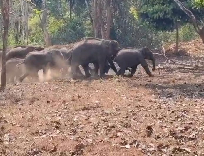 ಚೆನ್ನಯ್ಯನಕೋಟೆ ಬಳಿ ಕಾಡಾನೆಗಳನ್ನು ಅರಣ್ಯಕ್ಕೆ ಹಿಮ್ಮೆಟ್ಟಿಸಿದ ಅರಣ್ಯ ಇಲಾಖೆ