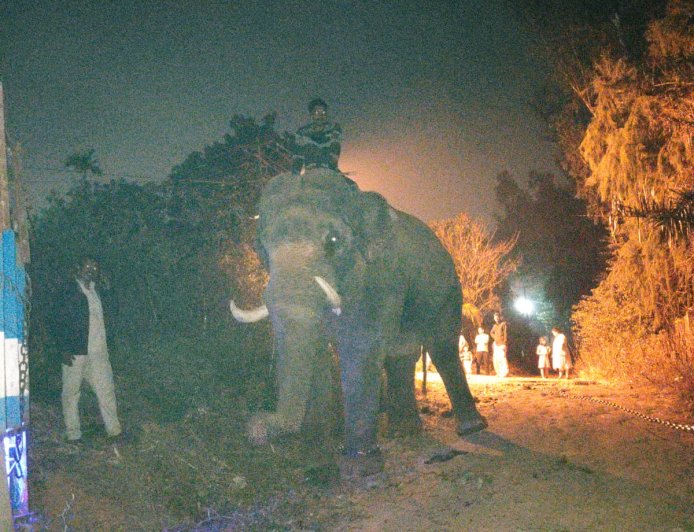 ಹುಲಿ ಪ್ರತ್ಯಕ್ಷ; ಇಬ್ನಿವಳವಾಡಿ  ಗ್ರಾಮದಲ್ಲಿ ಹುಲಿ ಸೆರೆ ಕಾರ್ಯಚರಣೆ