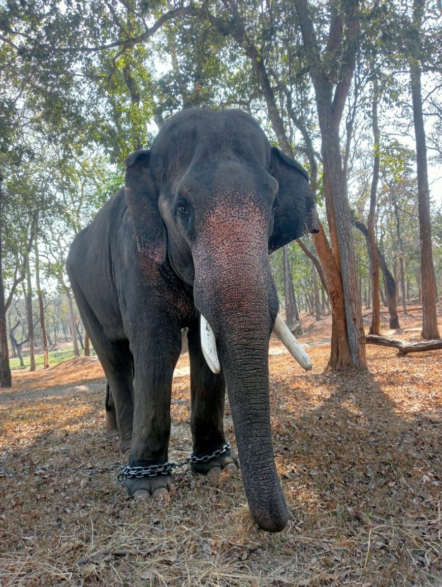 ಝೂ ಅಭಿ ನಿಧನ