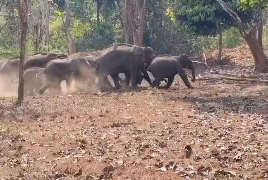 ಚೆನ್ನಯ್ಯನಕೋಟೆ ಬಳಿ ಕಾಡಾನೆಗಳನ್ನು ಅರಣ್ಯಕ್ಕೆ ಹಿಮ್ಮೆಟ್ಟಿಸಿದ ಅರಣ್ಯ ಇಲಾಖೆ