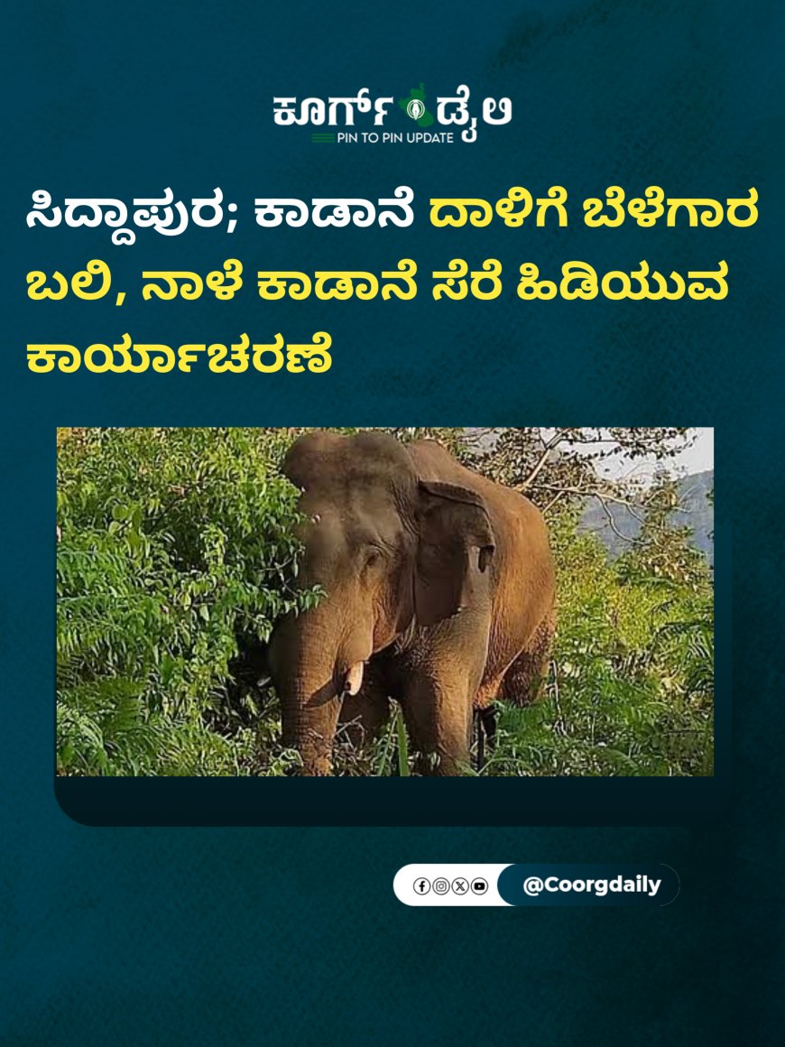 ಸಿದ್ದಾಪುರ; ಕಾಡಾನೆ ದಾಳಿಗೆ ಬೆಳೆಗಾರ ಬಲಿ, ನಾಳೆ ಕಾಡಾನೆ ಸೆರೆ ಹಿಡಿಯುವ ಕಾರ್ಯಾಚರಣೆ