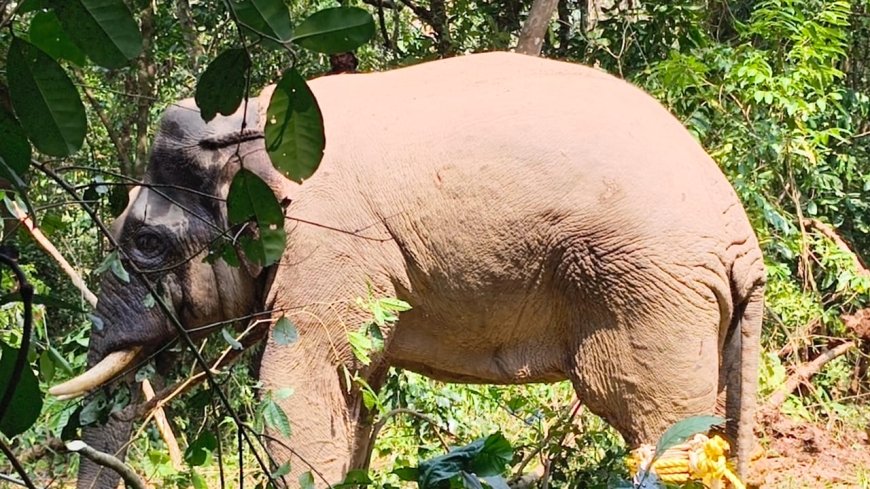 ಚೆಂಬೆಬೆಳ್ಳೂರುವಿನಲ್ಲಿ ಒಂಟಿ ಸಲಗ ಸೆರೆ;ನಿಟ್ಟುಸಿರು ಬಿಟ್ಟ ಗ್ರಾಮಸ್ಥರು