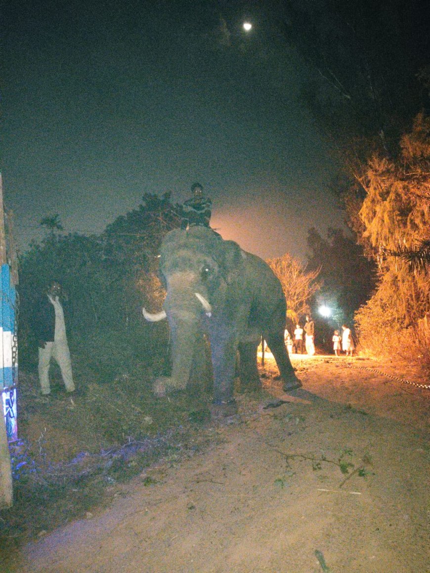 ಹುಲಿ ಪ್ರತ್ಯಕ್ಷ; ಇಬ್ನಿವಳವಾಡಿ  ಗ್ರಾಮದಲ್ಲಿ ಹುಲಿ ಸೆರೆ ಕಾರ್ಯಚರಣೆ