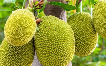 ಕಲ್ಲುಂಗುಂಡಿ;ಚಲಿಸುತ್ತಿದ್ದ ಆಟೋ ಮೇಲೆ ಹಲಸು ಬಿದ್ದು ಗಾಯ