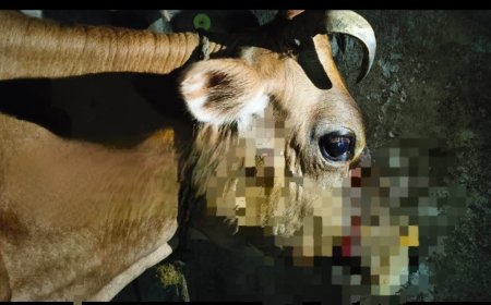 ಸಿದ್ದಾಪುರ:ಹಸುಗಳ ಮೇಲೆ ಚಿರತೆ ದಾಳಿ