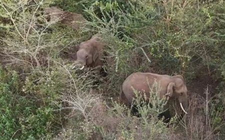 ನಾಳೆ ಕಾಡಾನೆ ಓಡಿಸುವ ಕಾರ್ಯಾಚರಣೆ