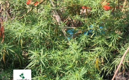 ಮನೆಯ ಹಿತ್ತಲಲ್ಲಿ ಗಾಂಜಾ ಗಿಡ ಬೆಳೆದ,ವ್ಯಕ್ತಿ ಬಂಧನ