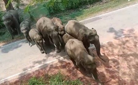 ಕಾಡಾನೆಗಳ ಹಿಂಡನ್ನು ಕಾಡಿಗಟ್ಟಿದ ಅರಣ್ಯ ಇಲಾಖೆ