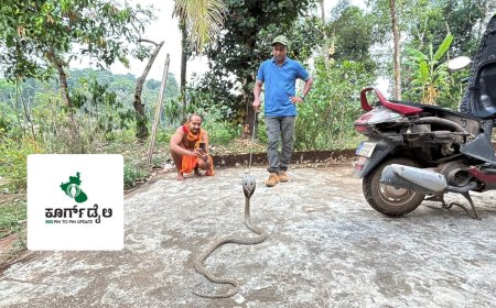 ಸ್ಕೂಟಿಯಲ್ಲಿ ನಾಗರಹಾವು ಪತ್ತೆ