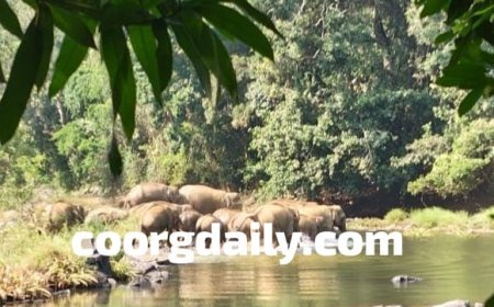 ಕಾವೇರಿ ದಾಟಿದ ಕಾಡಾನೆಗಳ ಹಿಂಡು: ಗುಹ್ಯ ಗ್ರಾಮ ಕಾಫಿ ತೋಟಗಳಲ್ಲಿ ಅಟ್ಟಹಾಸ