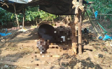 ಕಾಡಾನೆ ದಾಳಿಗೆ ಹಸು ಬಲಿ